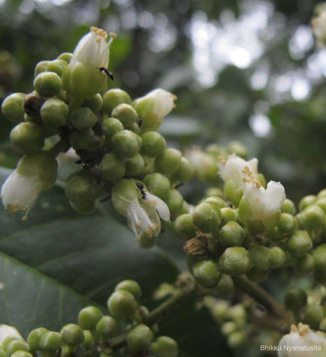 Lepisanthes tetraphylla var. tetraphylla (Vahl) Radlk.
